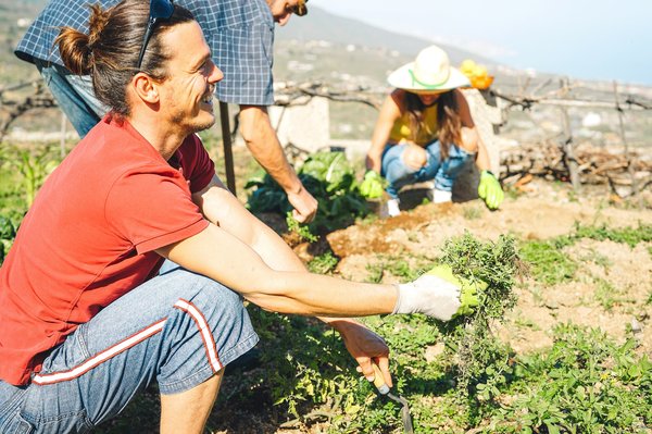 De quelle manière les coopératives agricoles impactent-elles l'économie ?